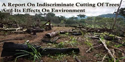 A Report On Indiscriminate Cutting Of Trees And Its Effects On Environment