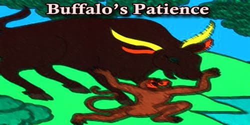 Buffalo’s Patience