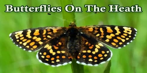 Butterflies On The Heath