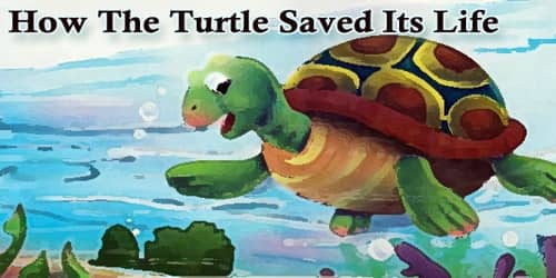 How The Turtle Saved Its Life