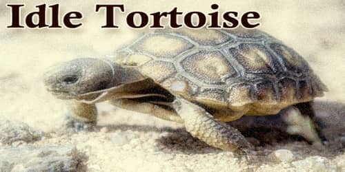 Idle Tortoise