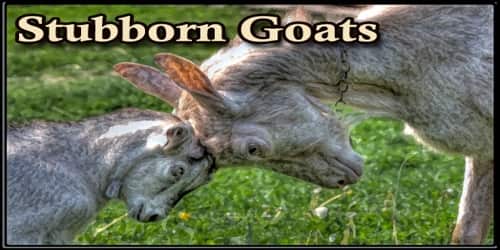 Stubborn Goats