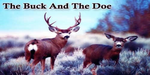 The Buck And The Doe