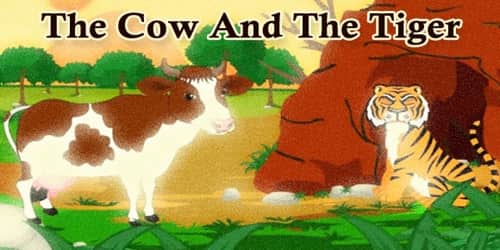 The Cow And The Tiger