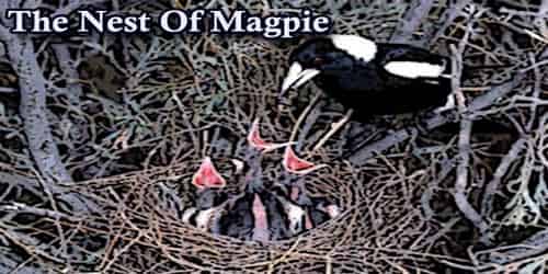 The Nest Of Magpie