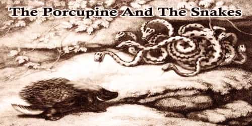 The Porcupine And The Snakes