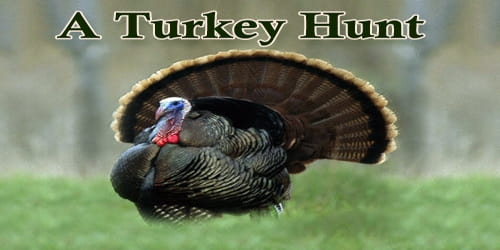 A Turkey Hunt