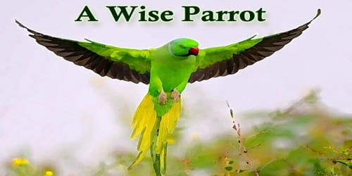A Wise Parrot