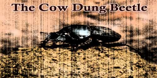 The Cow Dung Beetle