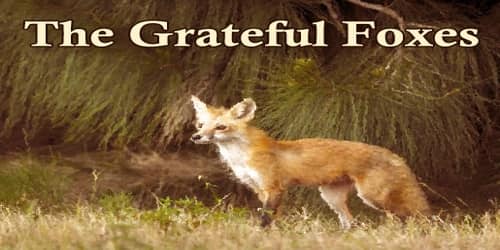 The Grateful Foxes