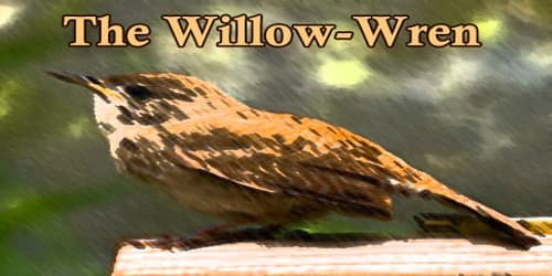 The Willow-Wren