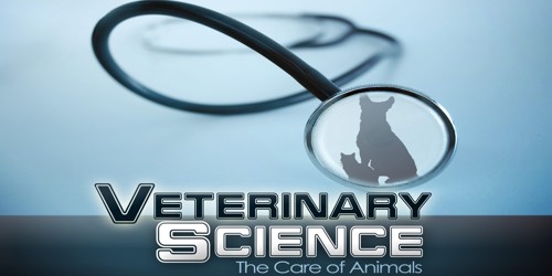 Letter to Friend about Veterinary Science Study