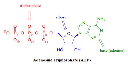 Adenosine Triphosphate