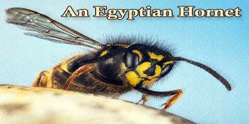 An Egyptian Hornet