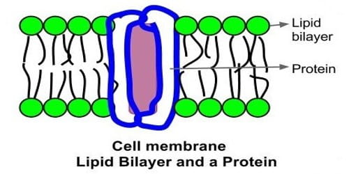Cell Membrane or Cytoplasmic Membrane