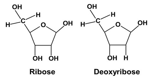 The Deoxyribose