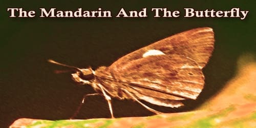 The Mandarin And The Butterfly