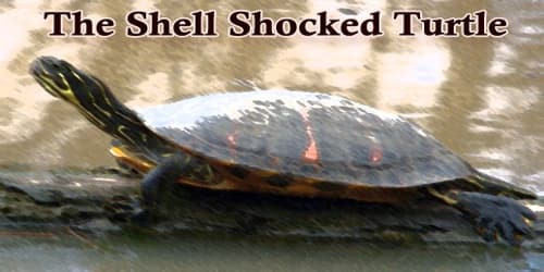 The Shell Shocked Turtle