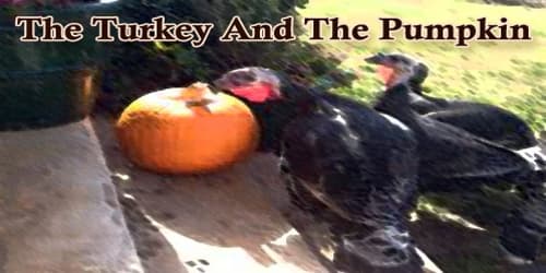 The Turkey And The Pumpkin
