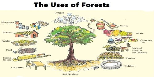 The Uses of Forests - Assignment Point