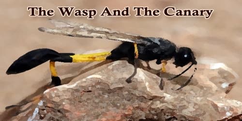 The Wasp And The Canary