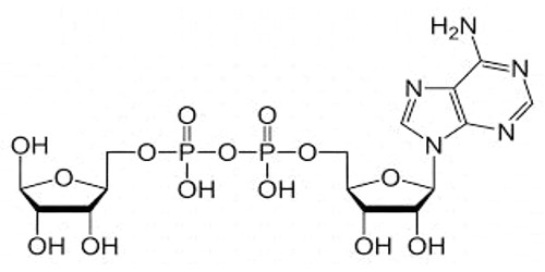 Adenosine Diphosphate