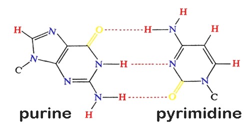 base-pair-assignment-point