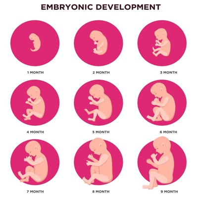 When Does Embryo Become Fetus