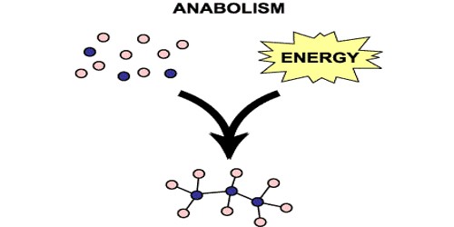 Anabolism