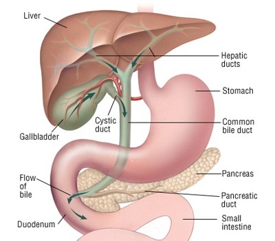 Bile or Gall - Assignment Point