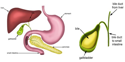 Bile or Gall