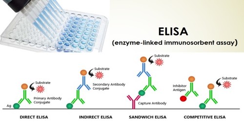 Enzyme-Linked Immuno-Sorbent Assay (ELISA method)