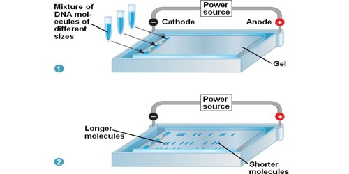 Gel Electrophoresis and its Application