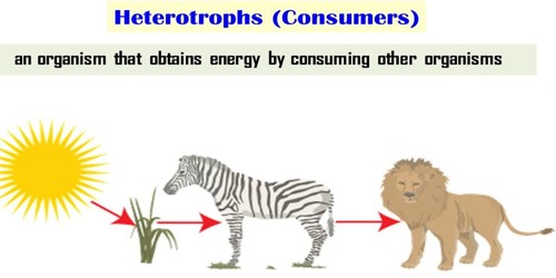 Heterotroph Assignment Point