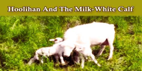 Hoolihan And The Milk-White Calf