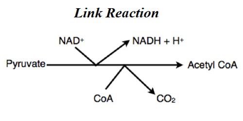 Link Reaction (pyruvate decarboxylation)