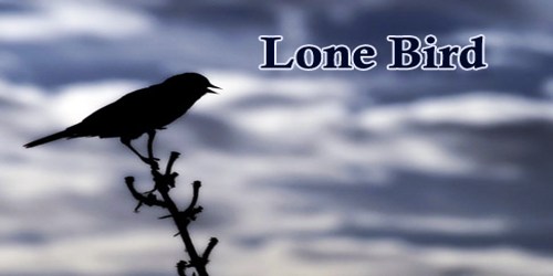 Lone Bird