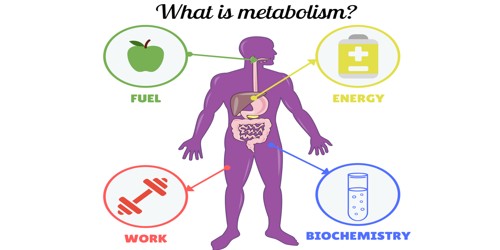 Metabolism – a chemical reaction