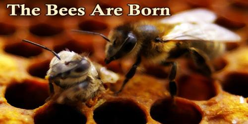 The Bees Are Born