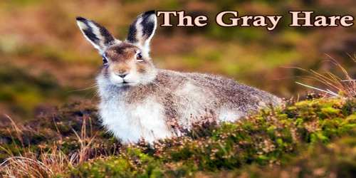 The Gray Hare