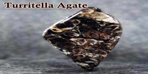 Turritella Agate