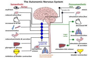 Autonomic Nervous System - Zoefact