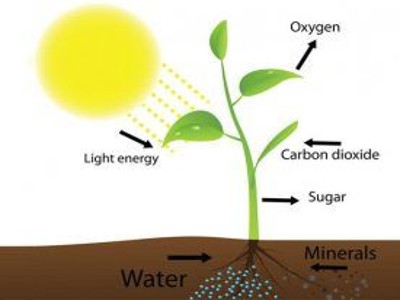 An Autotroph - Assignment Point