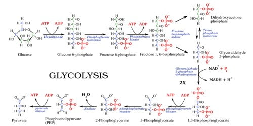 Glycolysis Process