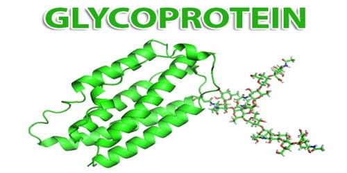 Glycoprotein – a Molecule
