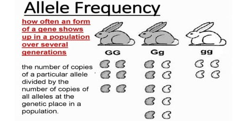 Allele Frequency Definition