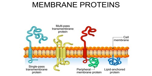 Membrane Protein