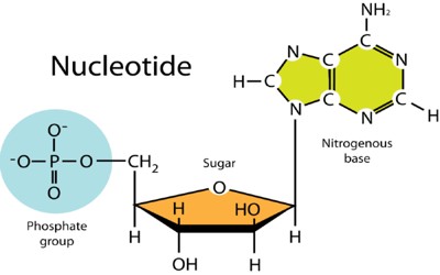 Nucleic Acid - Assignment Point