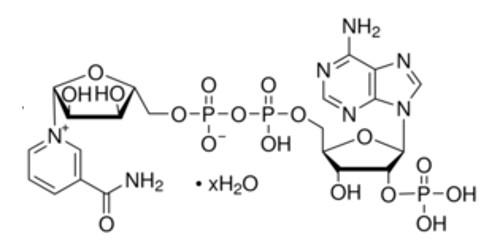 Nicotinamide Adenine Dinucleotide Phosphate (NADP)