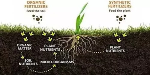 Organic Matter